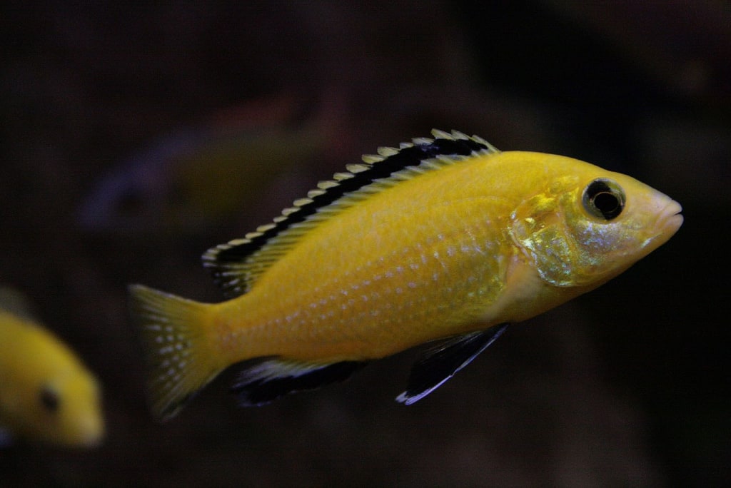 African Cichlid
