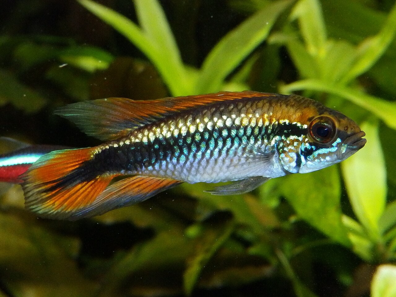 Agassiz’s dwarf cichlid