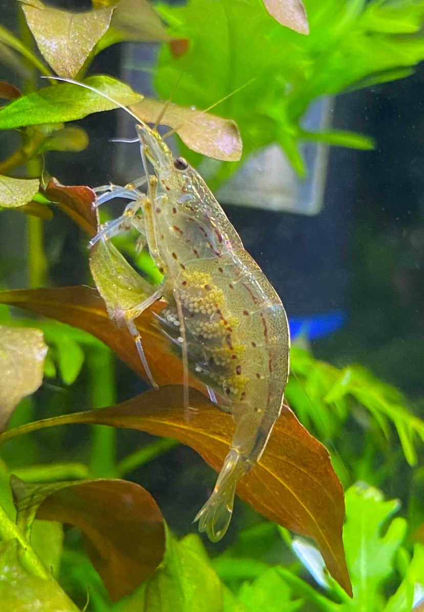 Amano Shrimp