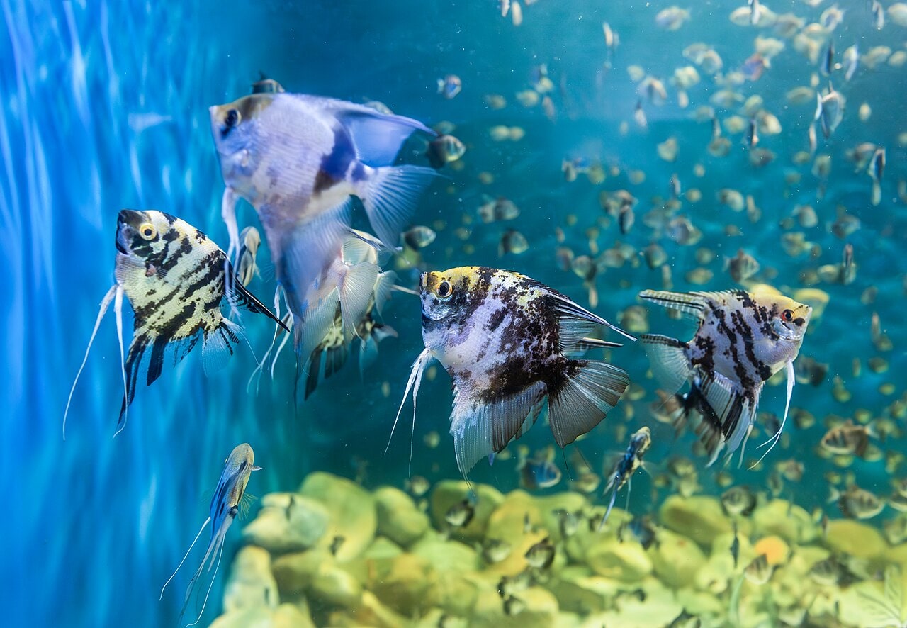 Angelfish