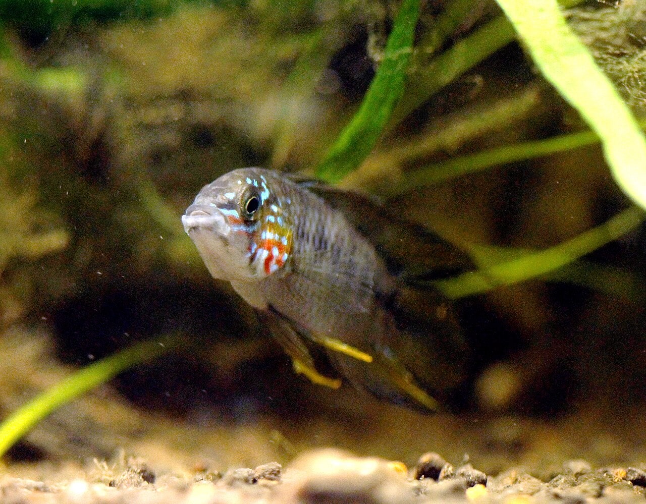Apistogramma Borellii