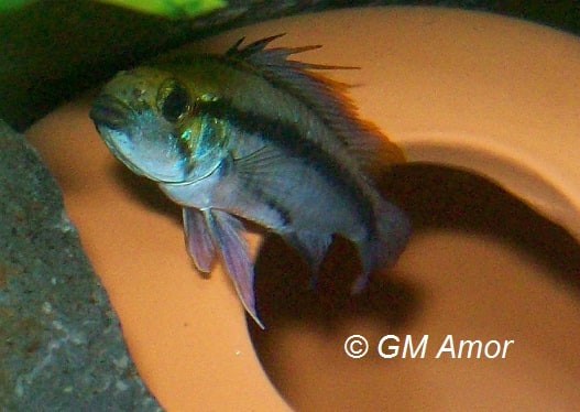 Apistogramma Trifasciata