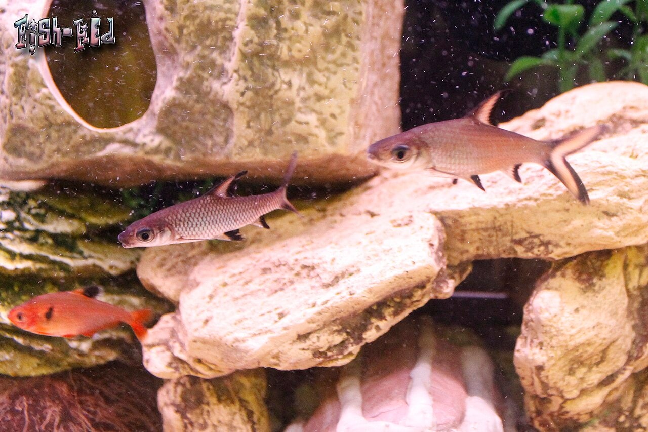Bala / silver shark