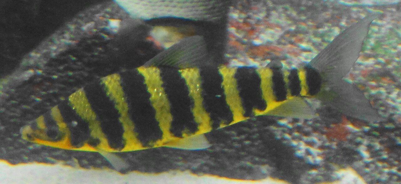 Banded leporinus