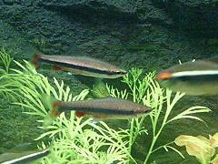 Beckford Pencilfish