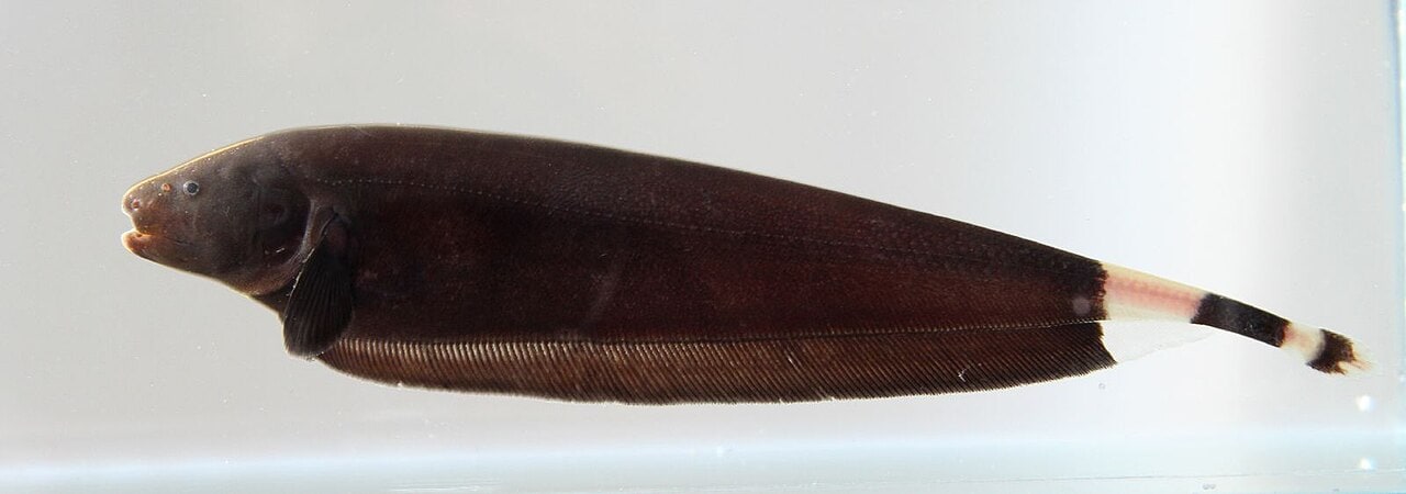 Black ghost knifefish