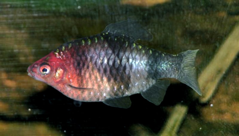 Black ruby barb