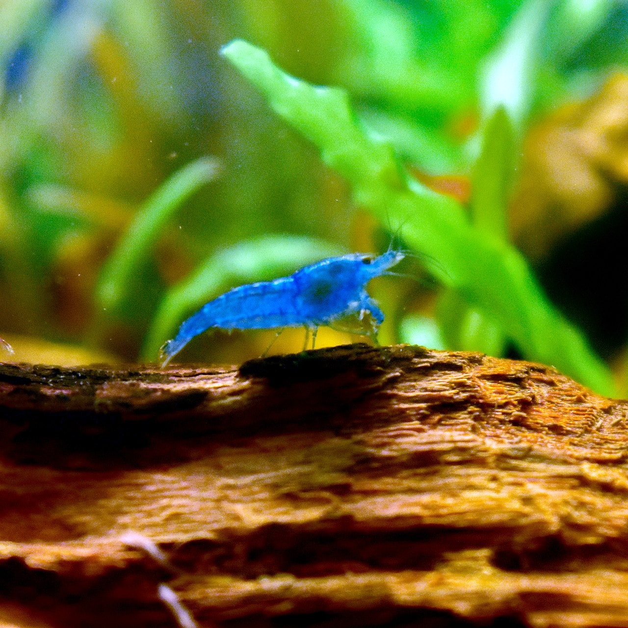 Blue Dream Shrimp