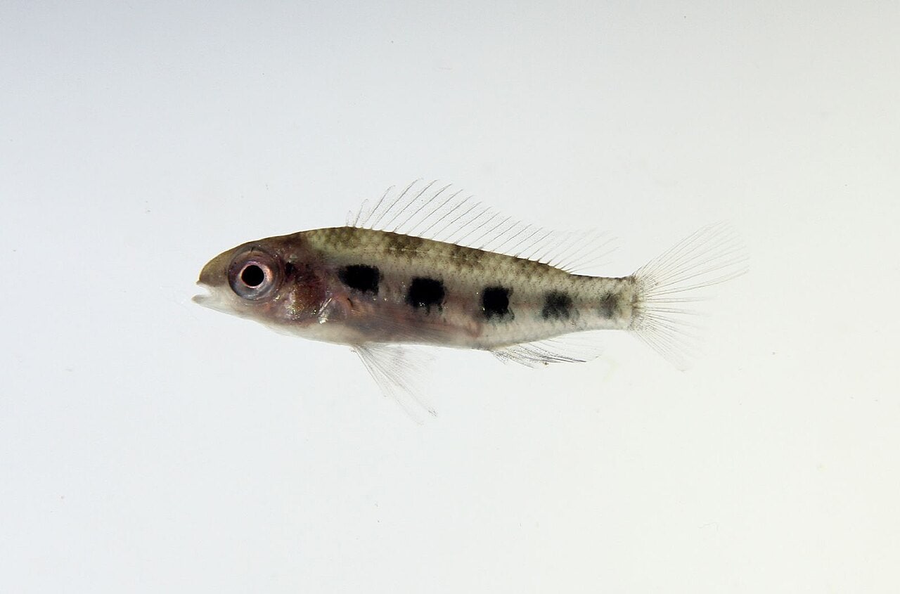 Checkerboard cichlid