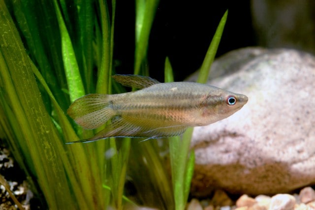 Croaking gourami