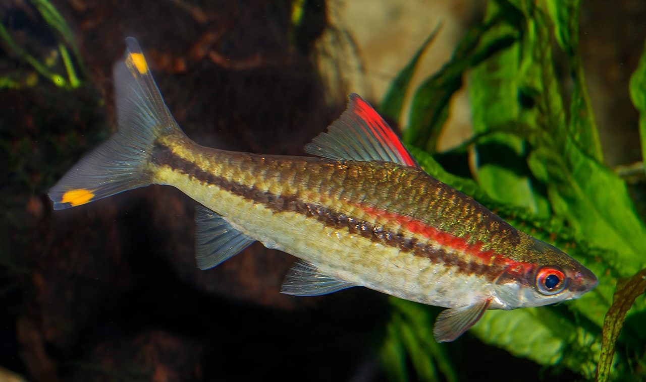 Denison's / red-line torpedo barb