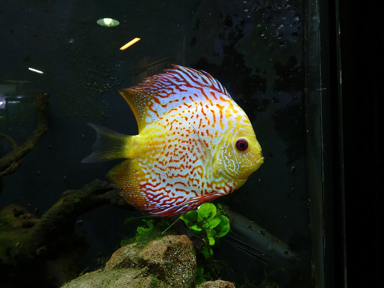 Discus