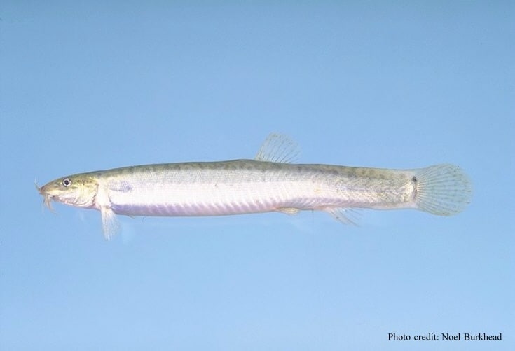 Dojo / weather loach