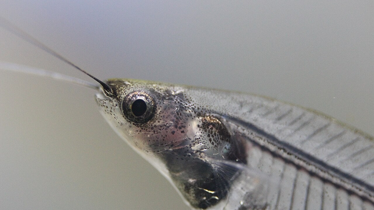 Glass Catfish