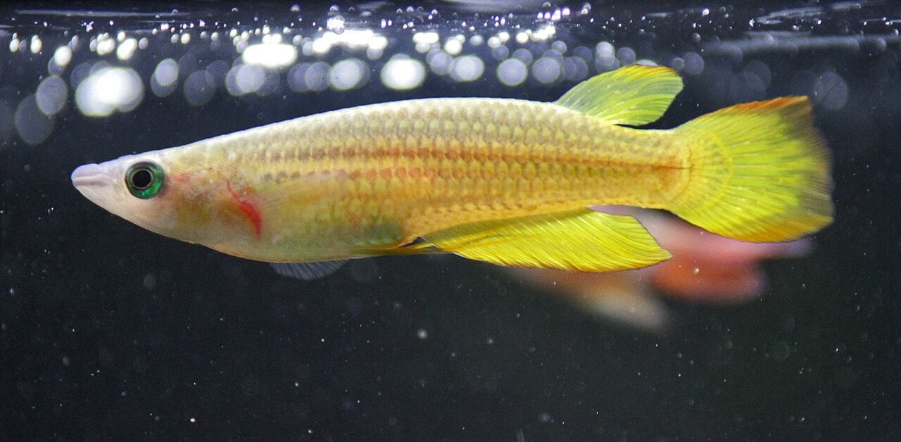 Golden Wonder Killifish