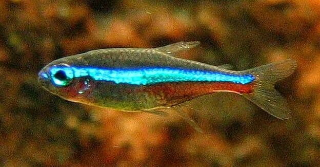 Green neon tetra