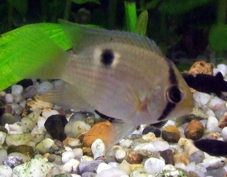 Keyhole cichlid