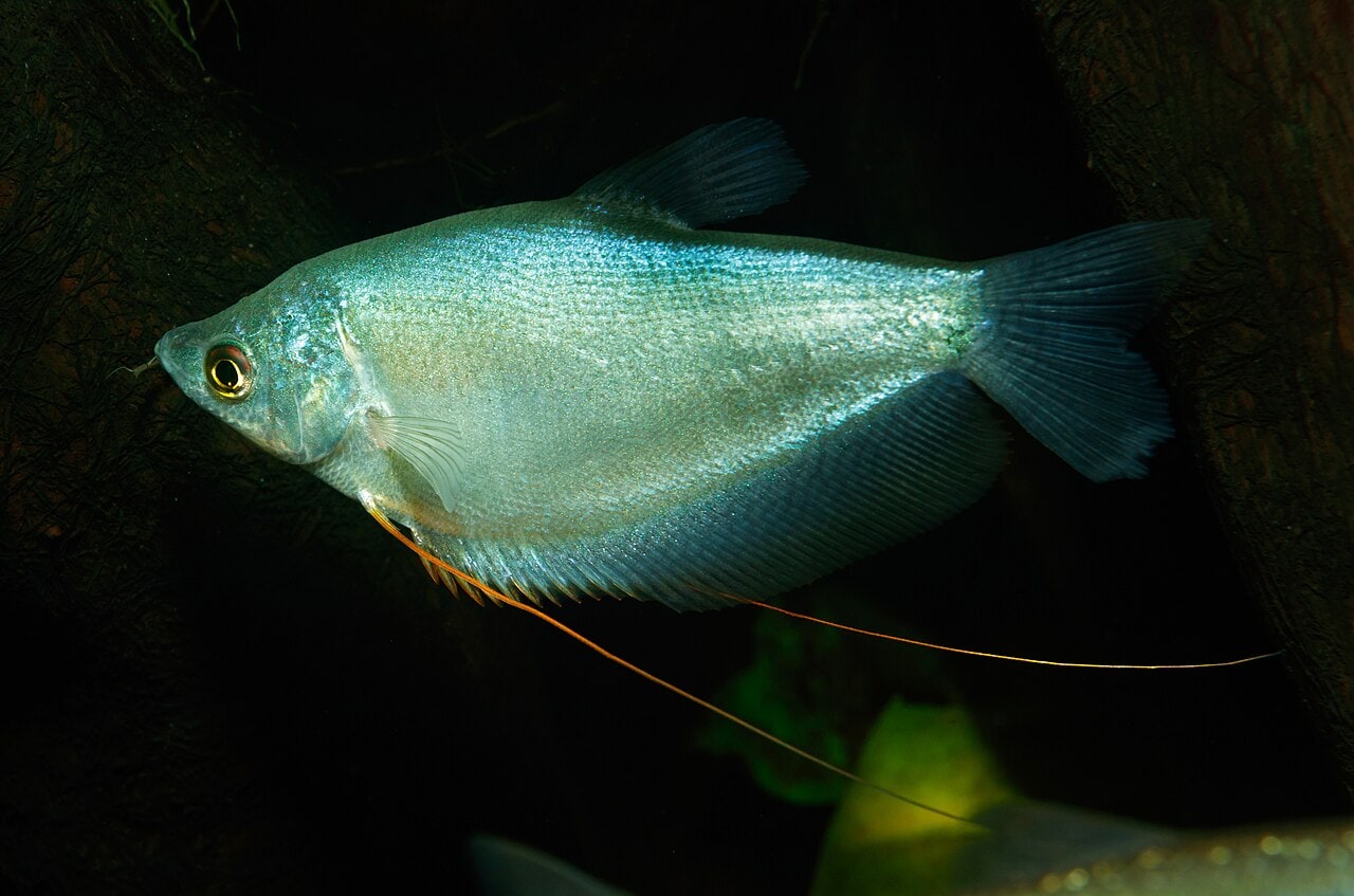 Moonlight gourami