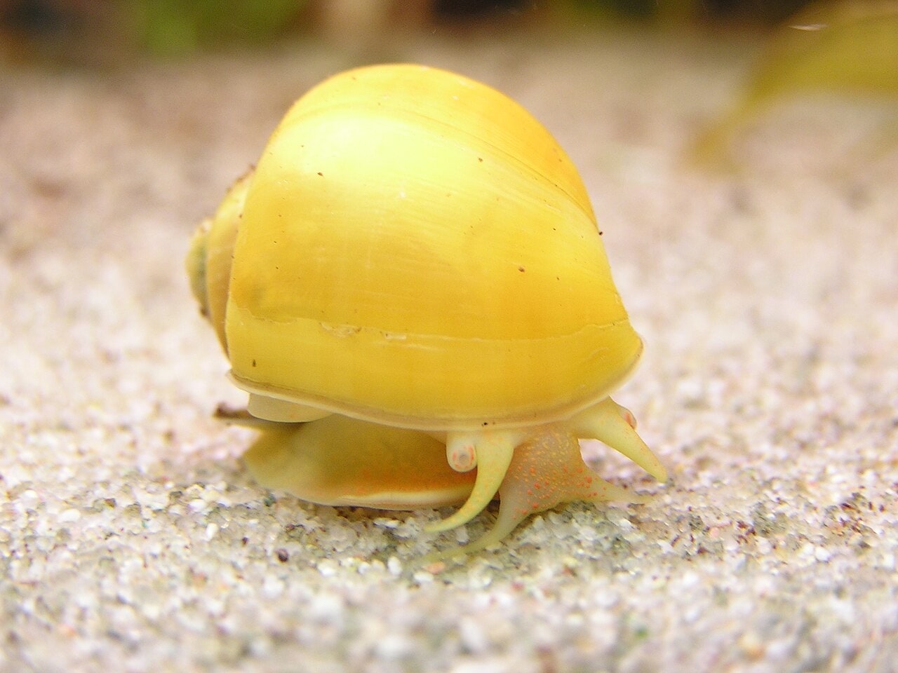 Mystery Snail