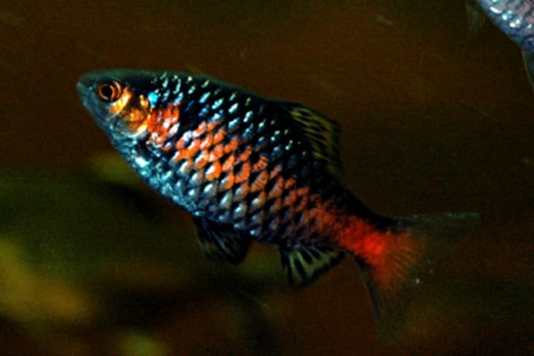 Odessa Barb