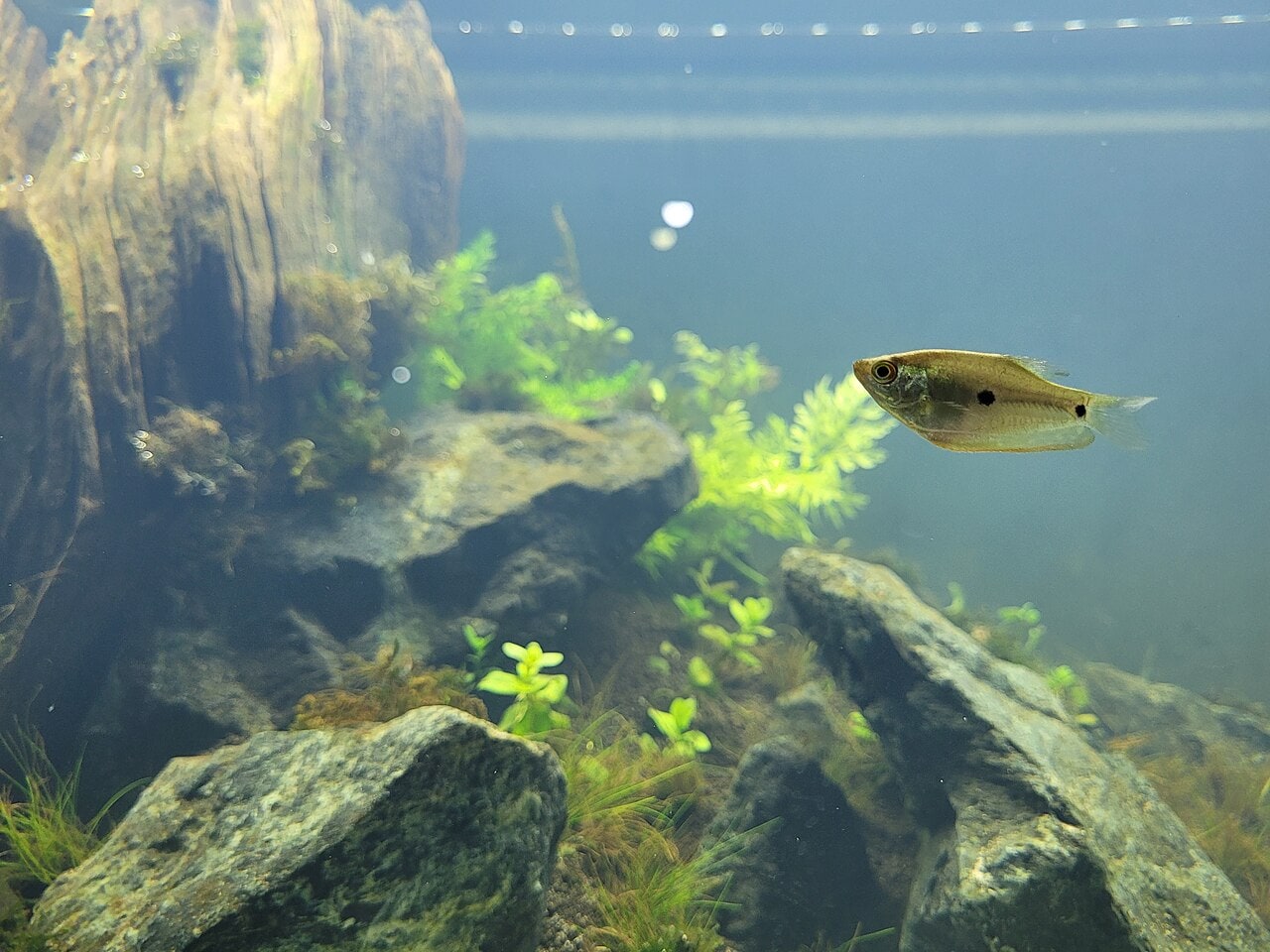 Opaline gourami