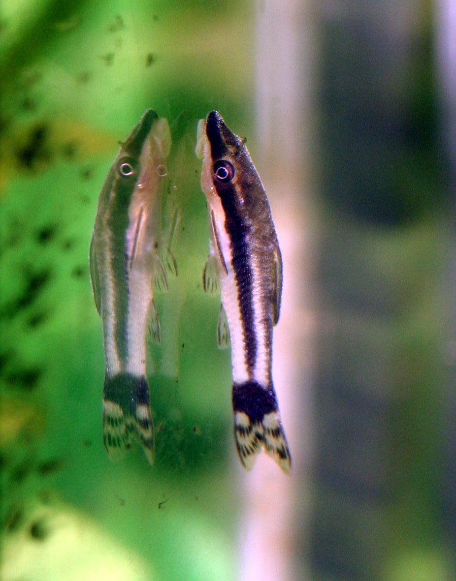 Otocinclus
