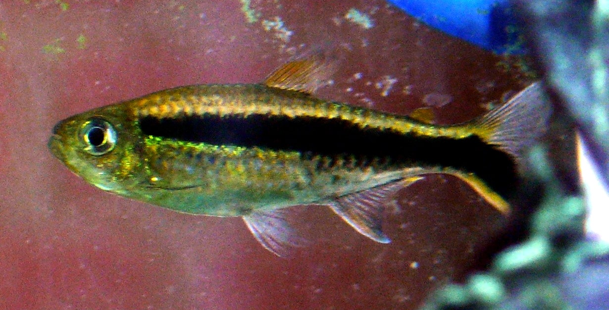 Penguin tetra