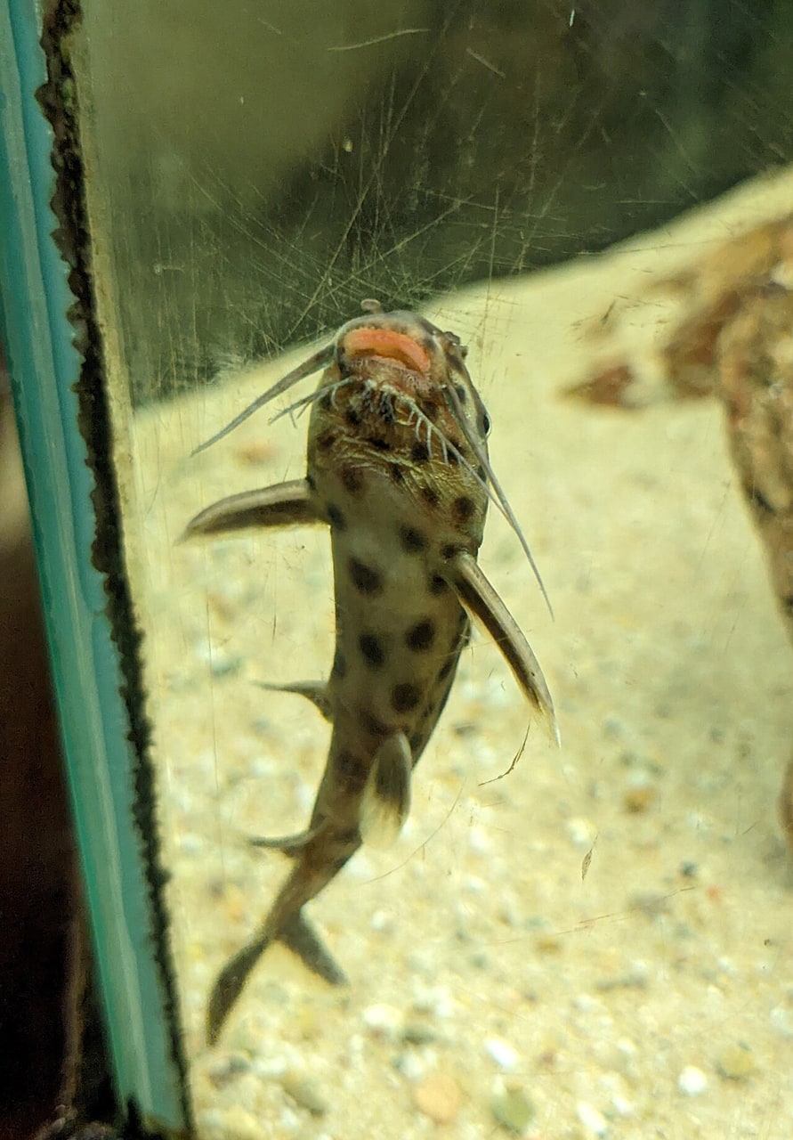 Cuckoo / petricola catfish