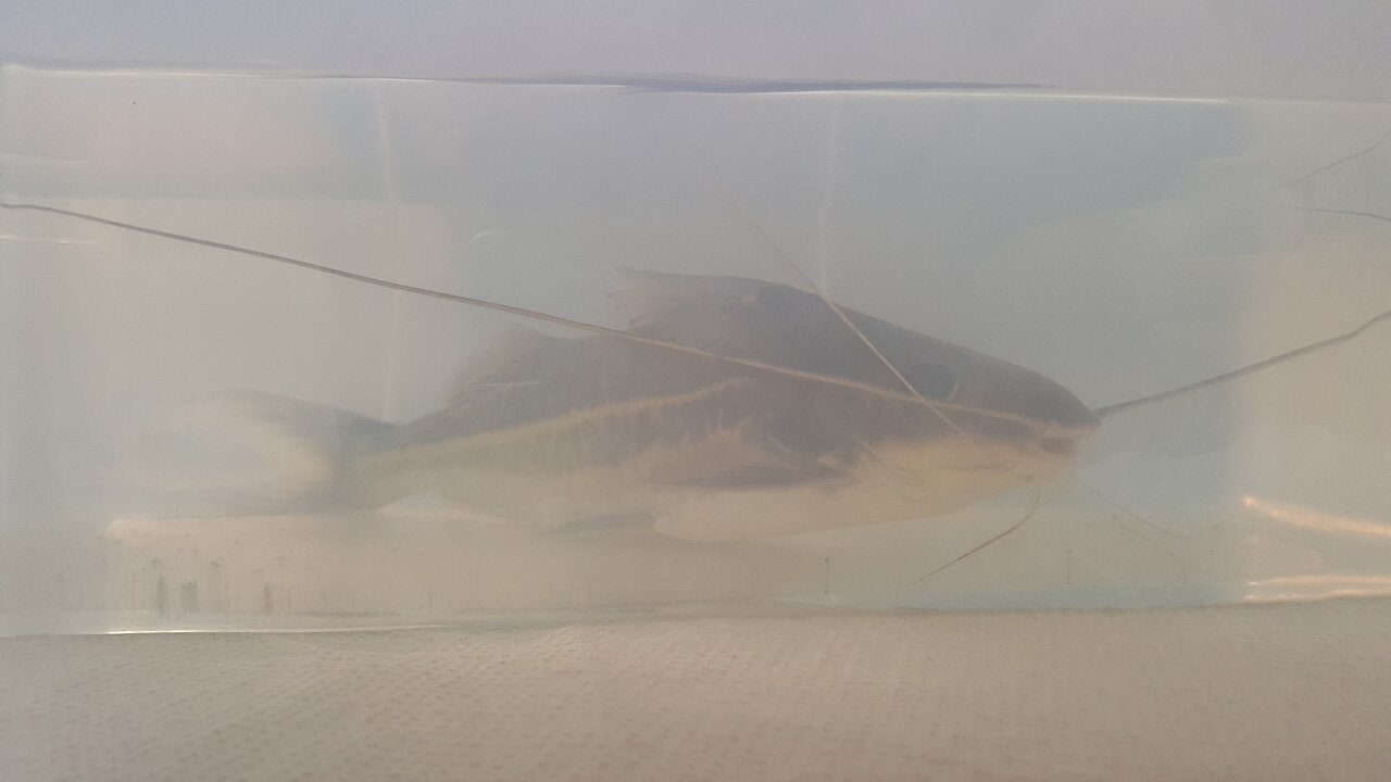 Pictus catfish