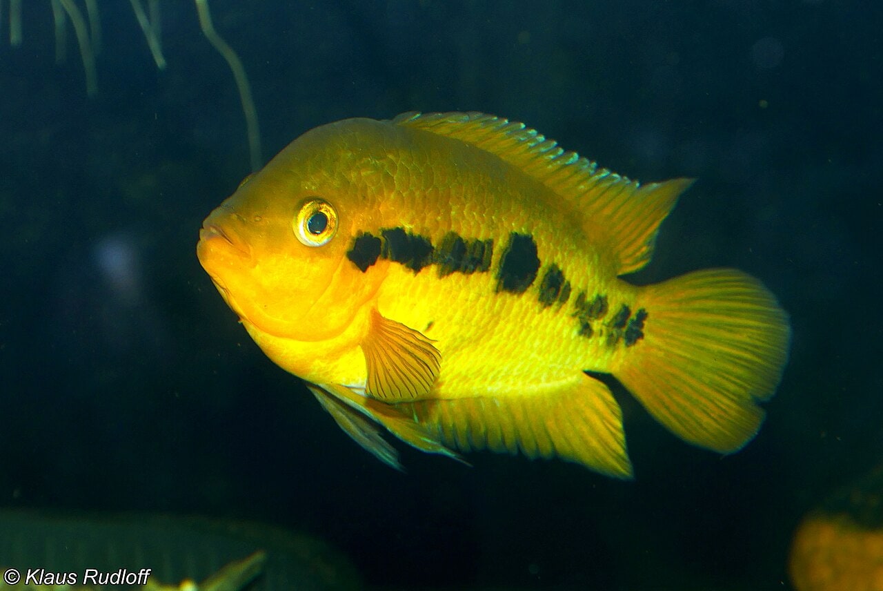 Rainbow cichlid