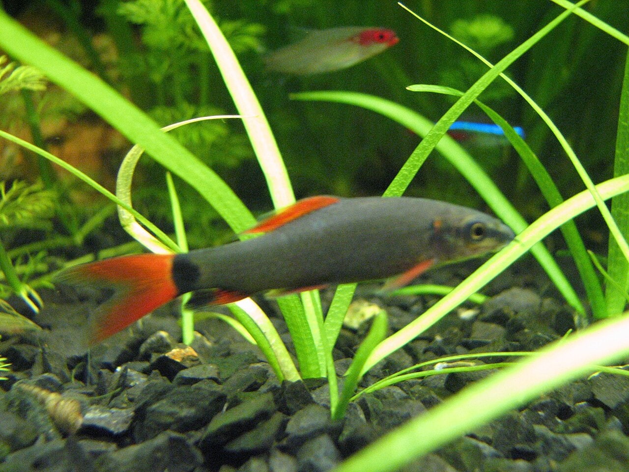Rainbow / red-tailed black shark