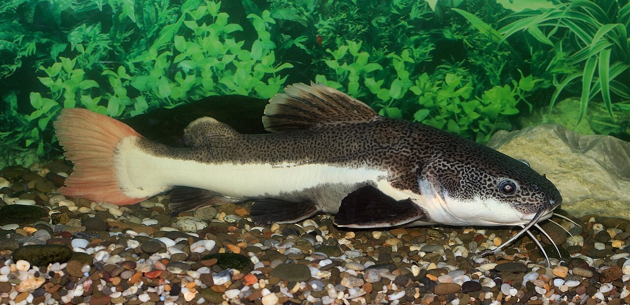 Red-tailed catfish