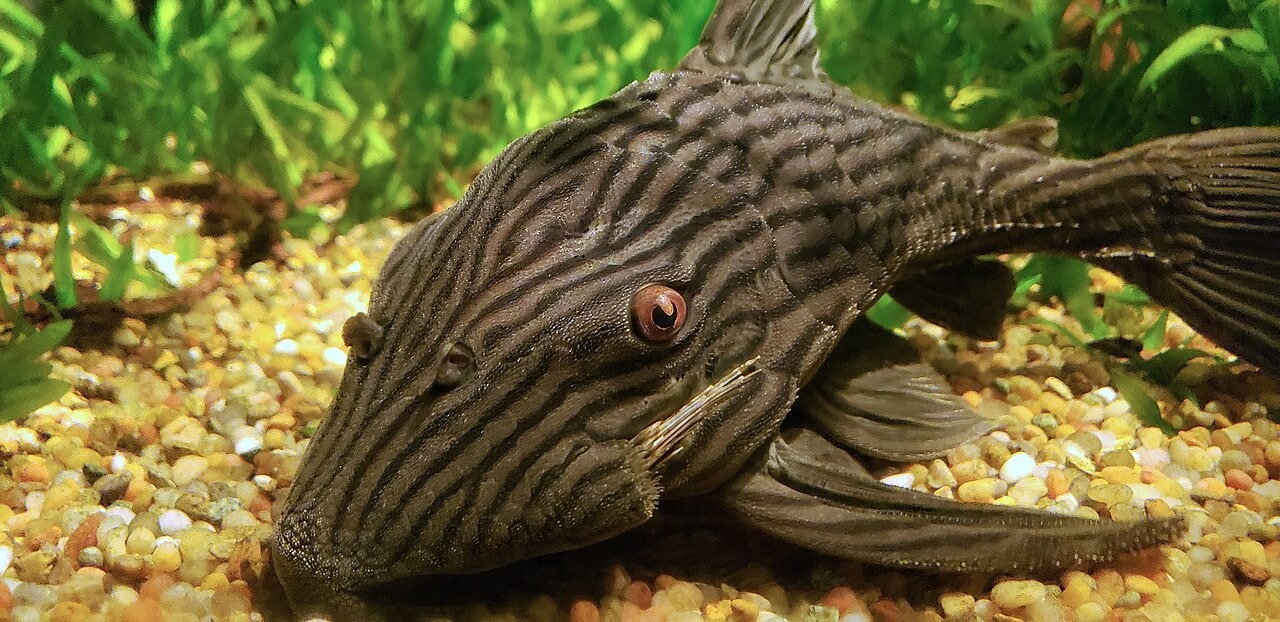 Royal pleco
