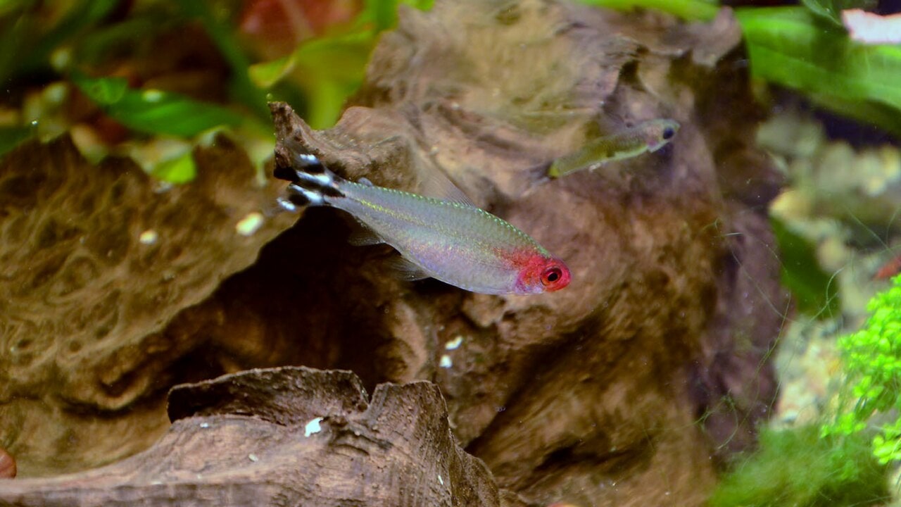 Rummy Nose Tetra