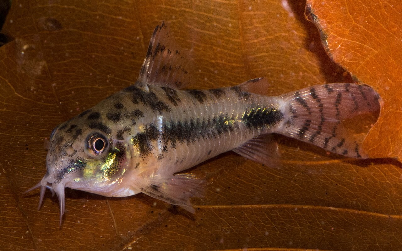 Salt and pepper cory / dwarf cory