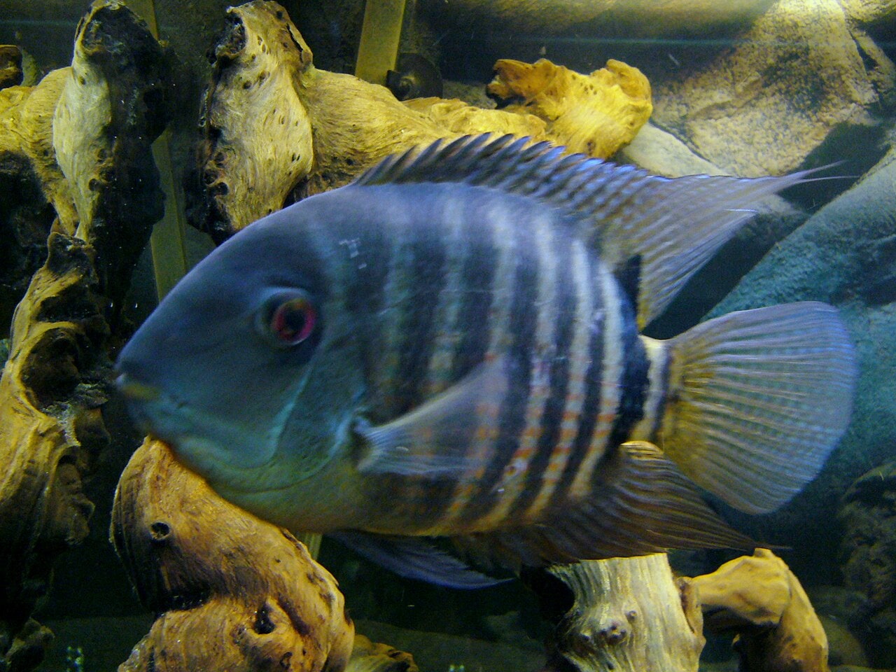 Severum