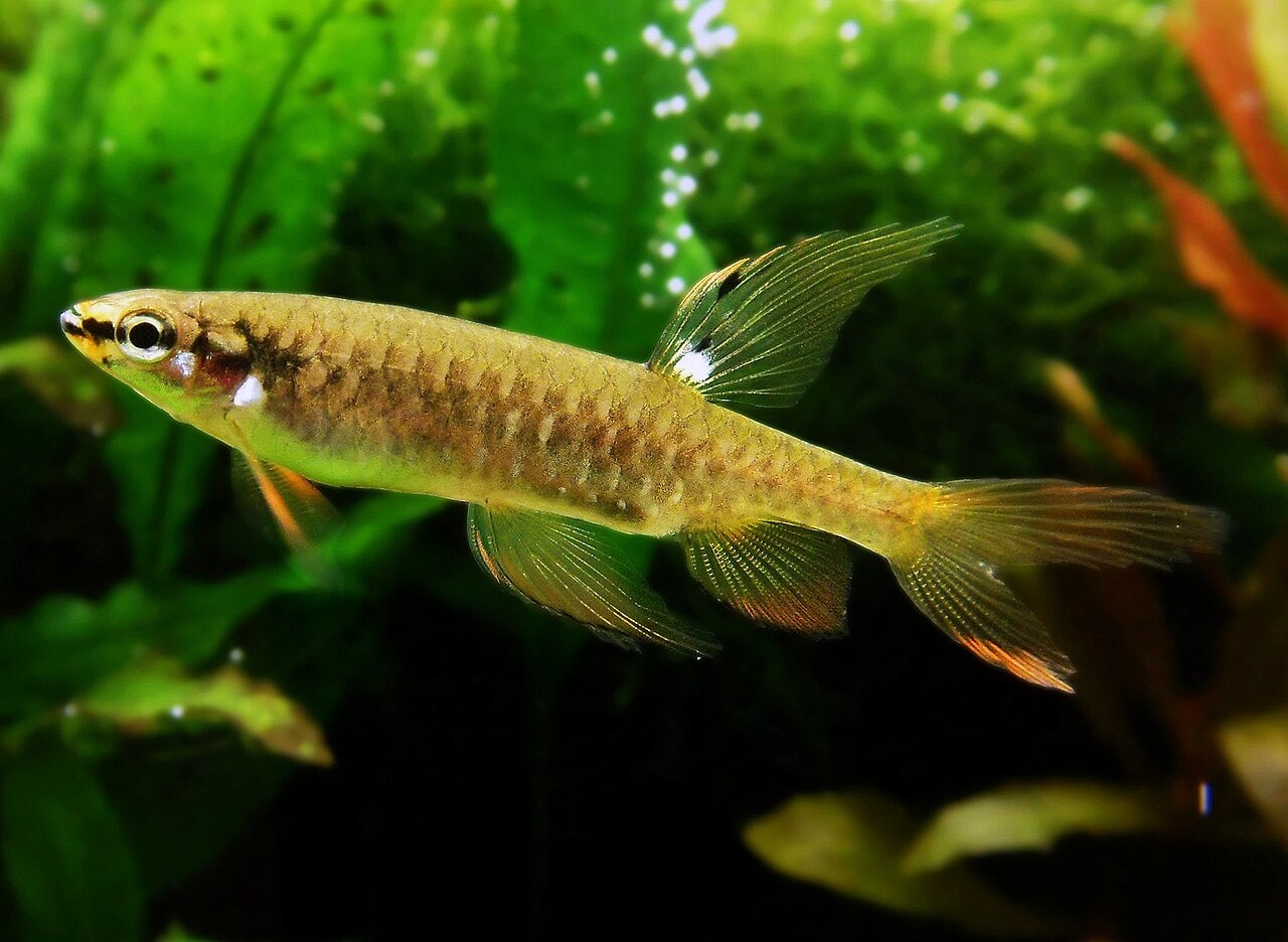 Splash tetra