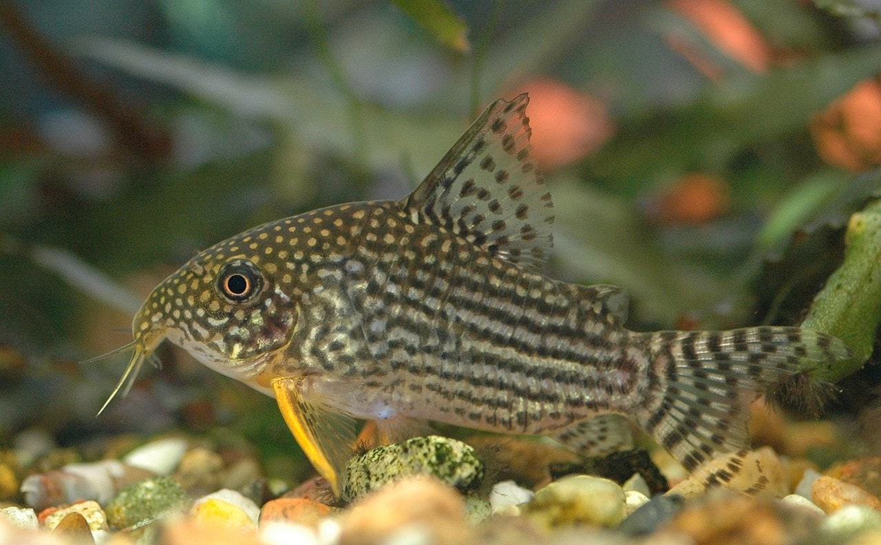 Sterba's Corydoras