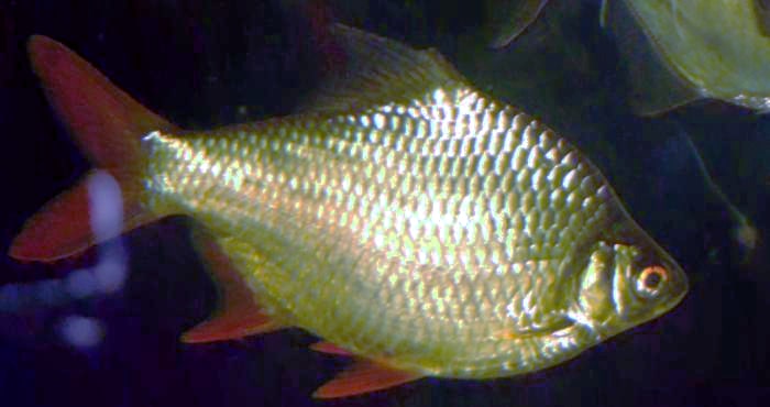 Tinfoil barb