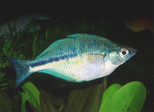 Turquoise / Lake Kutubu rainbowfish