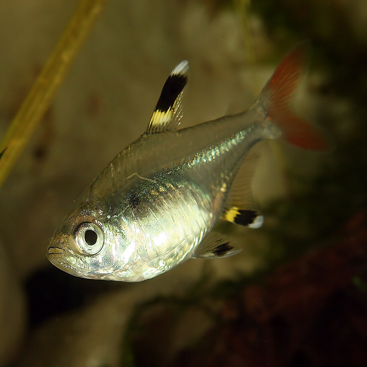 X-ray tetra
