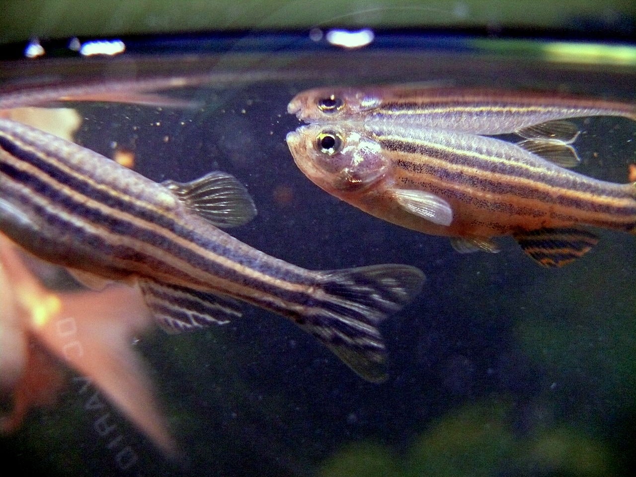 Zebra Danio