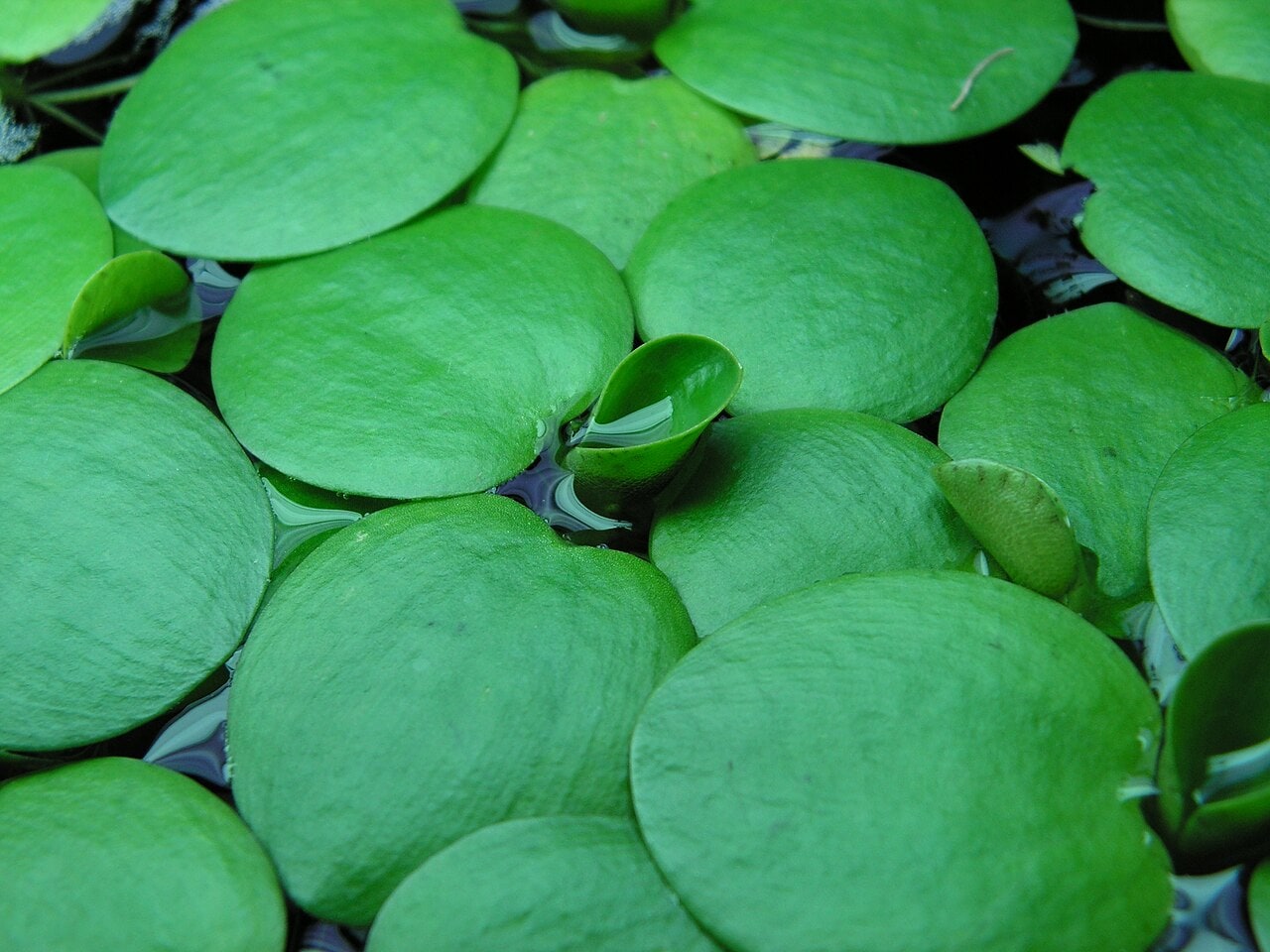 Amazon Frogbit — photograph (Wikimedia Commons; see site attributions)
