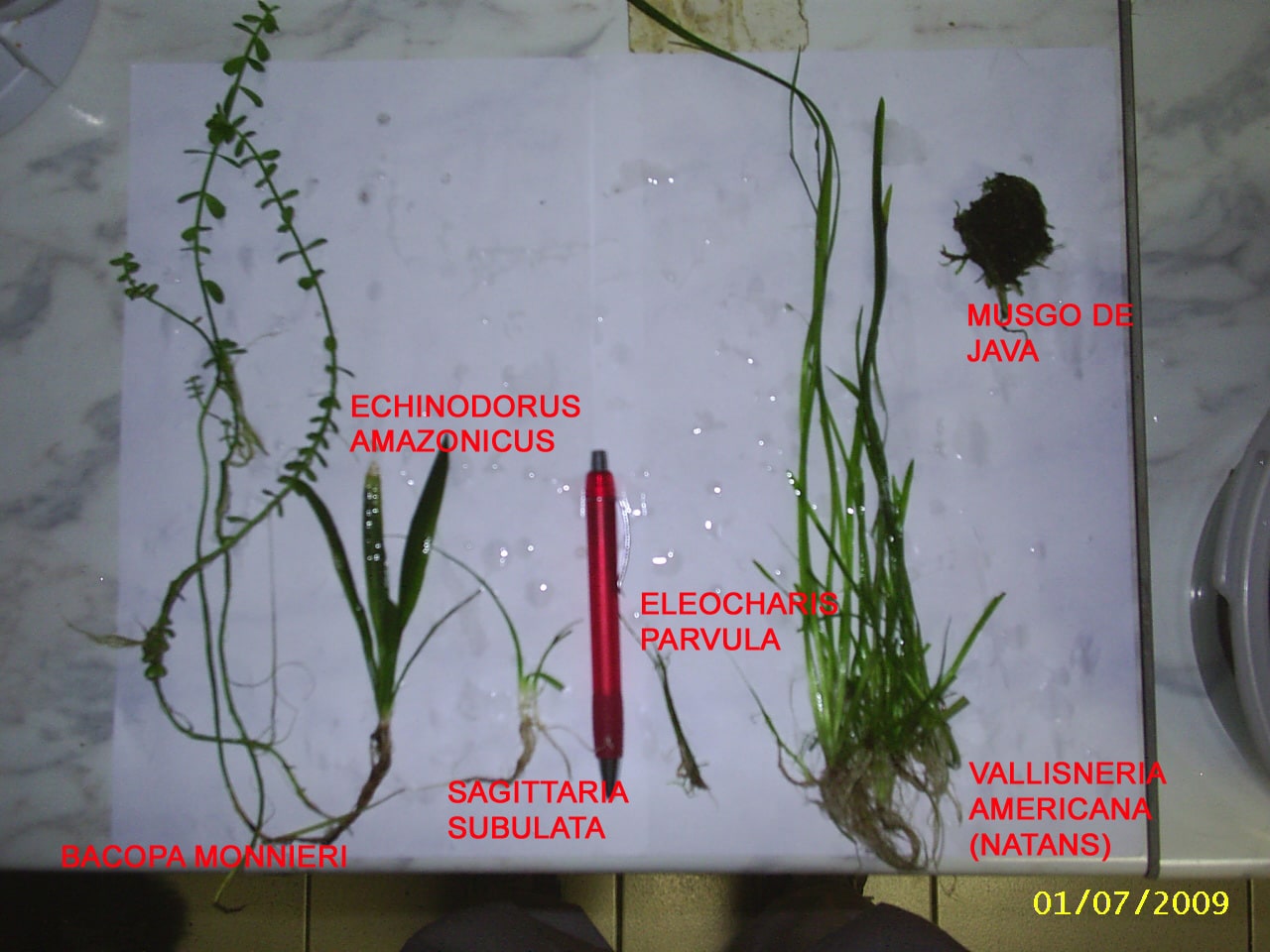 Dwarf Hairgrass — photograph (Wikimedia Commons; see site attributions)
