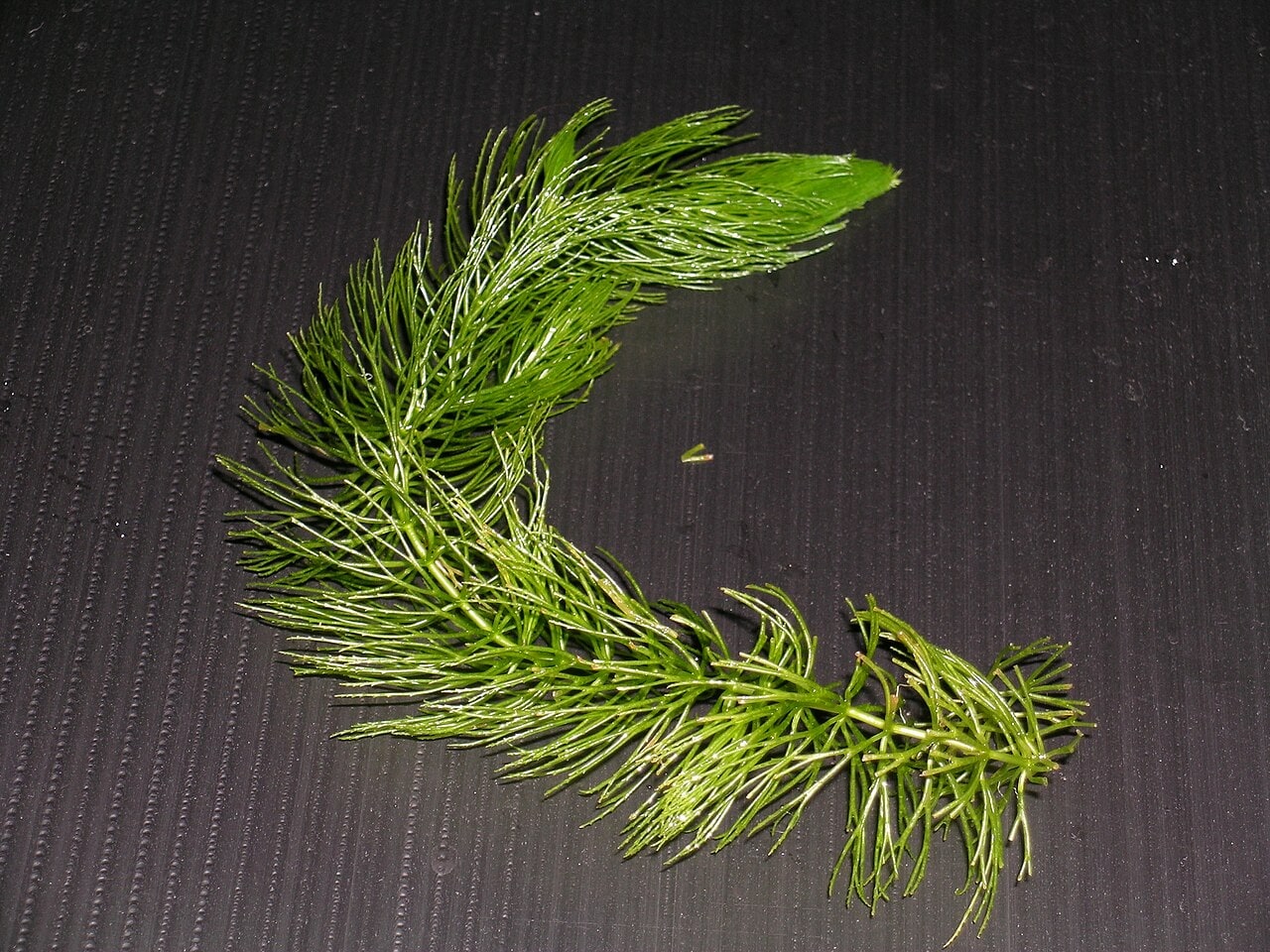 Hornwort — photograph (Wikimedia Commons; see site attributions)