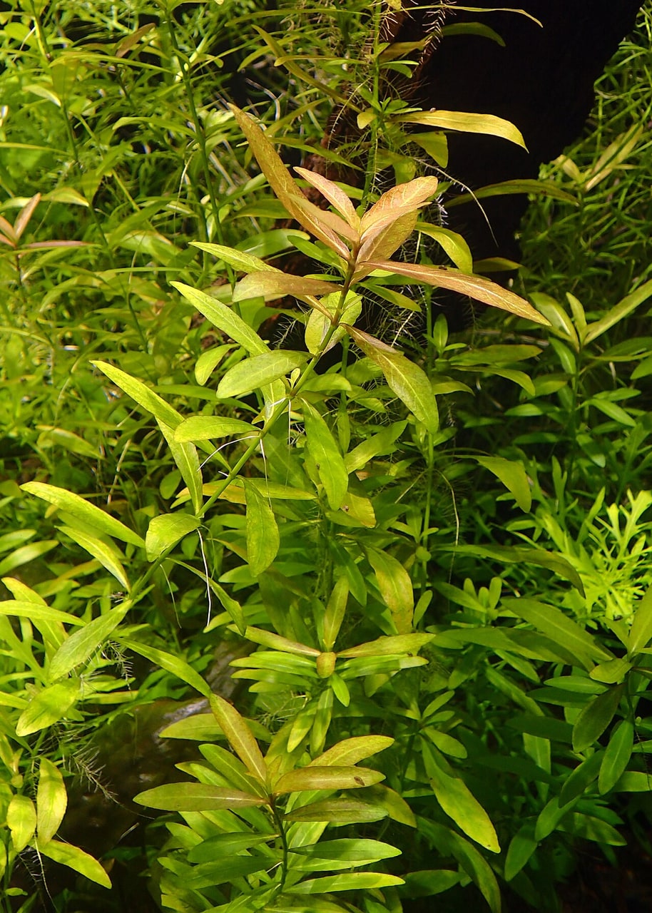 Hygrophila Polysperma — photograph (Wikimedia Commons; see site attributions)