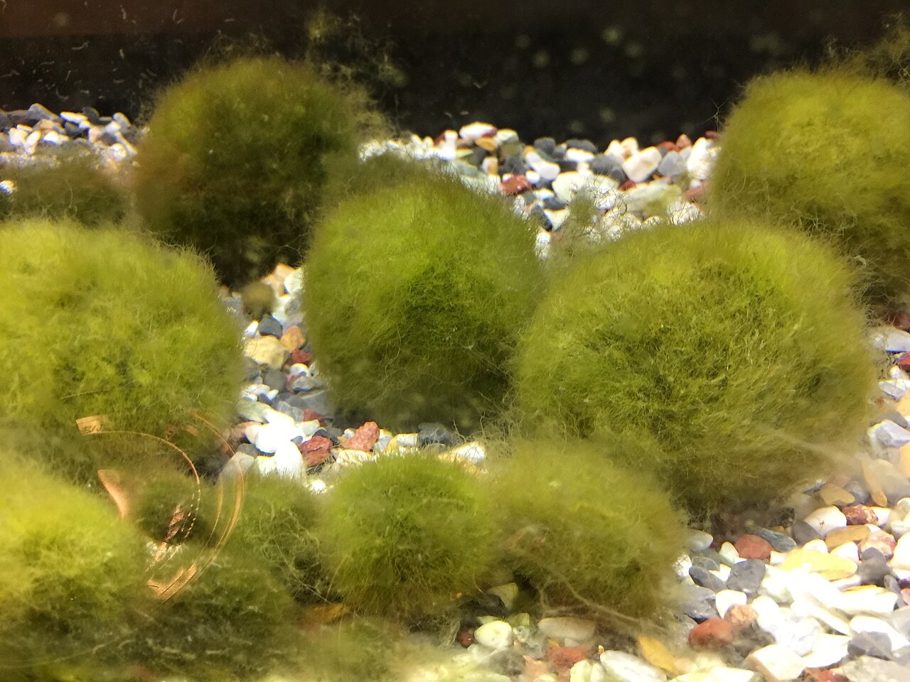 Marimo Moss Ball — photograph (Wikimedia Commons; see site attributions)