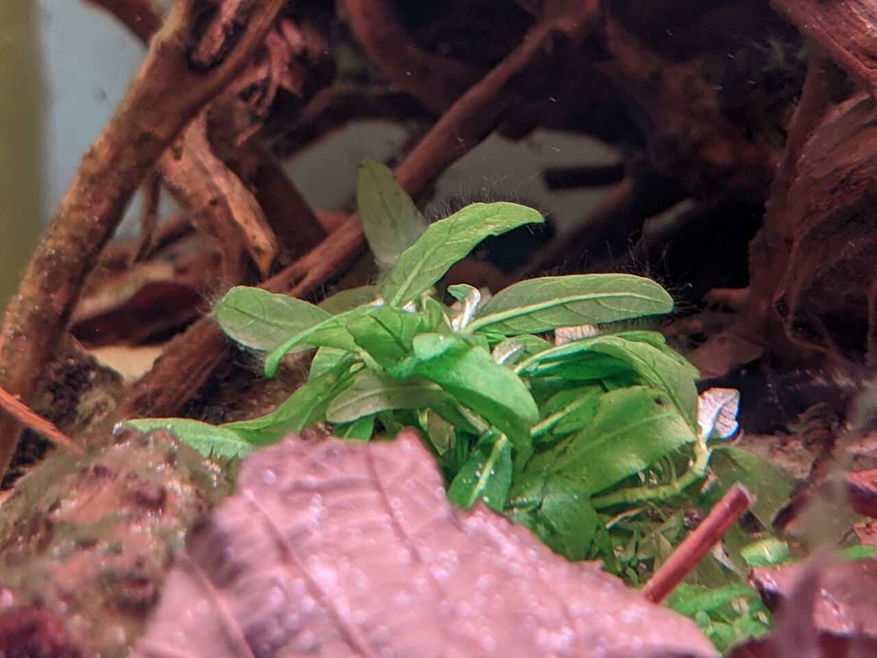 Staurogyne Repens — photograph (Wikimedia Commons; see site attributions)