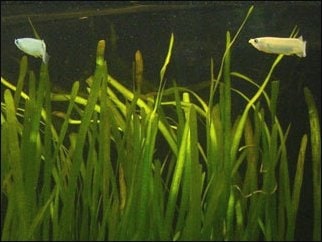 Vallisneria — photograph (Wikimedia Commons; see site attributions)